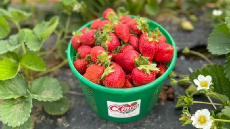 List of Alabama’s best U-Pick strawberry farms