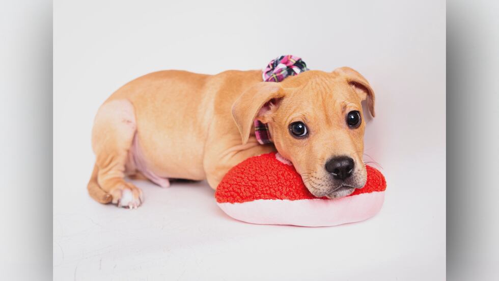 Kentucky Humane Society Offering Valentine’s Day Puppy Visits
February 13-14, 2025