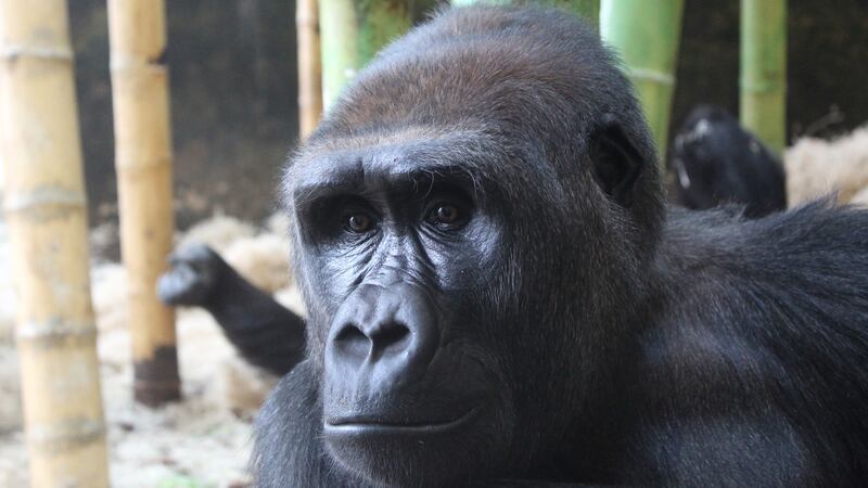 Patty was born at Chicago’s Lincoln Park Zoo.