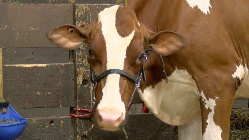 Event organizers have announced themed days and special discounts ahead of the fair’s return.