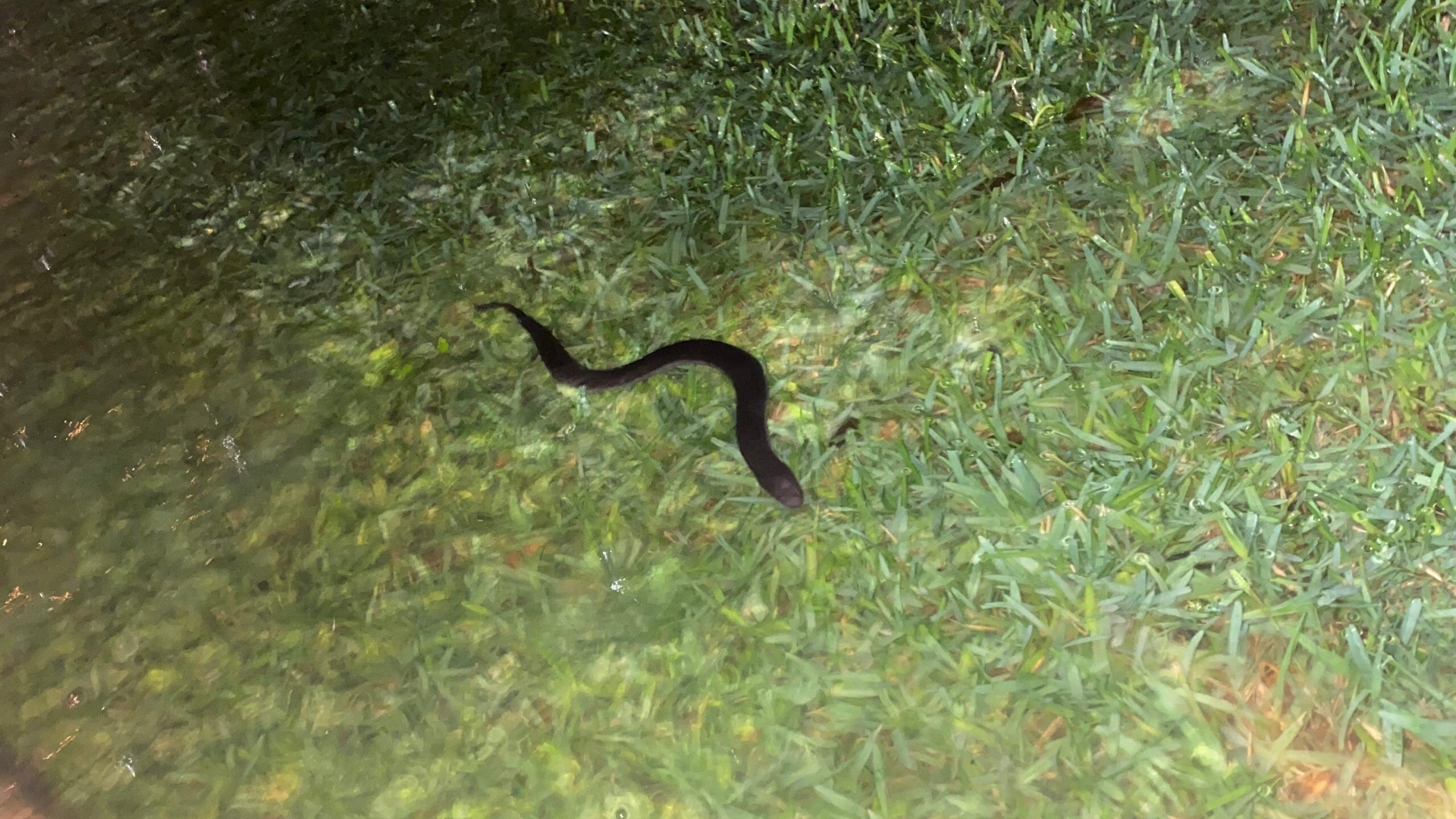 LDWF reminds people to be aware of displaced wildlife in aftermath of flooding