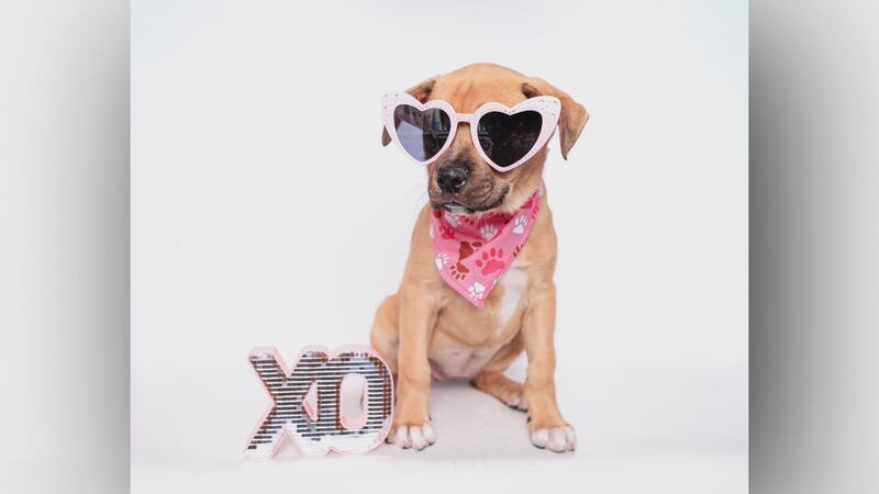 The Kentucky Humane Society is offering Valentine’s Day puppy visits in the Louisville Metro...