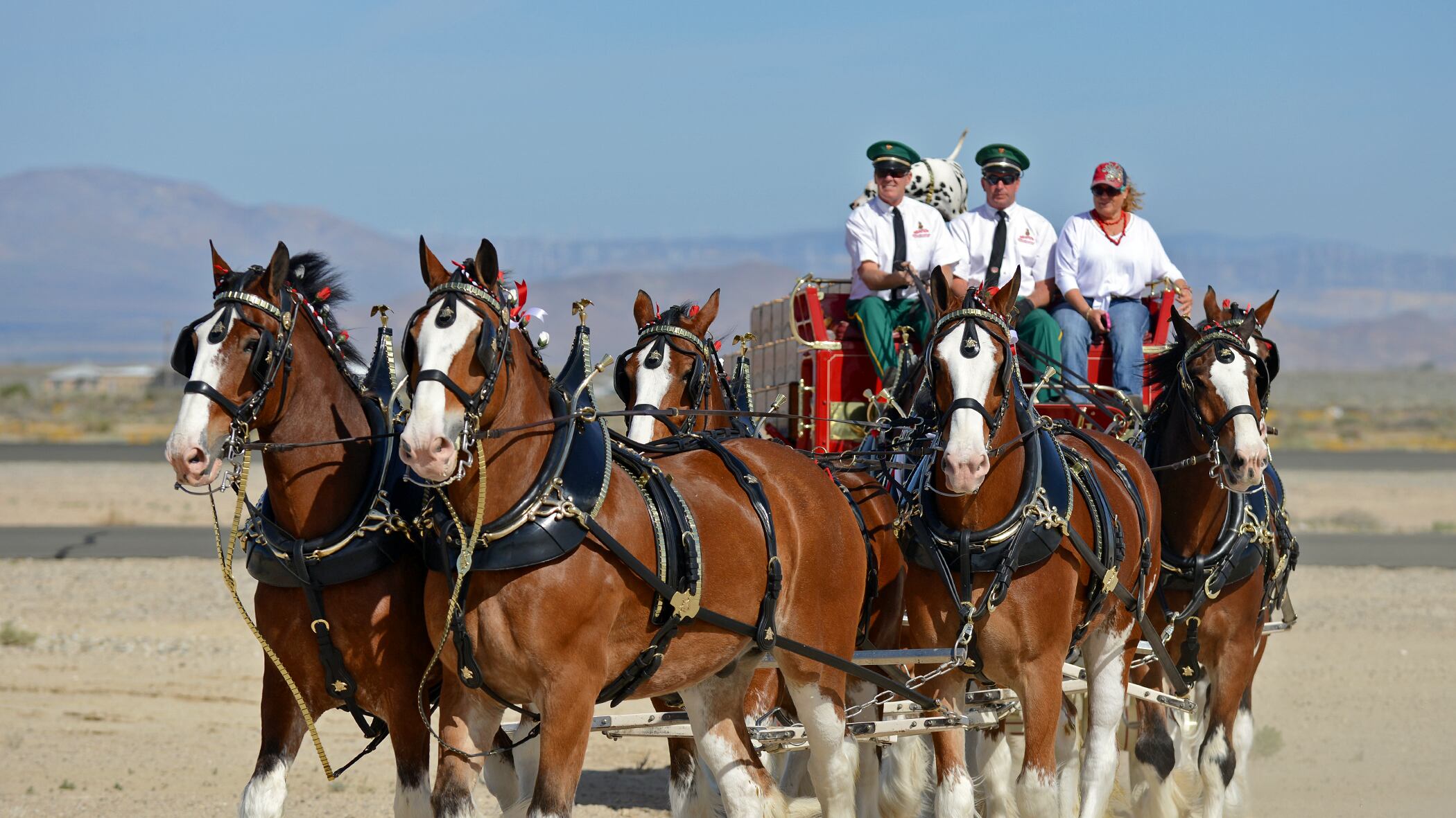 Budweiser Clydesdales to appear in southern Arizona