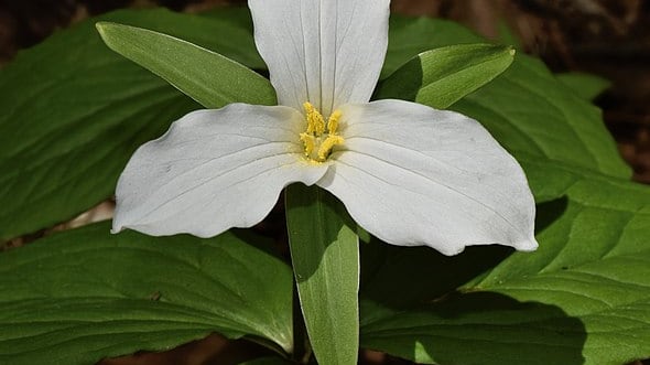 Trillium Trail: The best spring wildflower hiking spot in southern Illinois