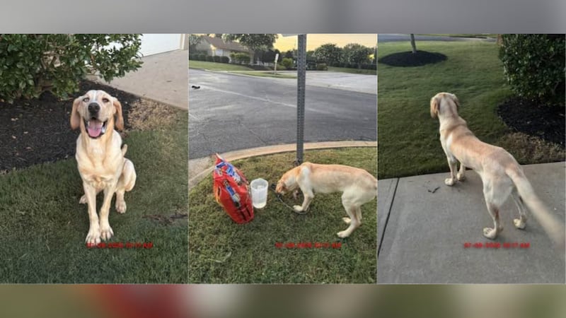 A dog was abandoned at the intersection of Victory Lane and Silver Dapper Way in Moore in the...