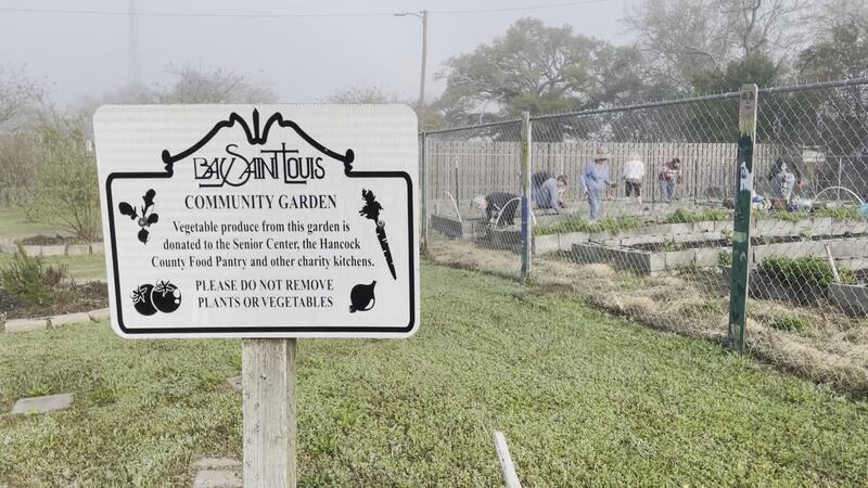 Spring is the time for new growth, and in Bay St. Louis the latest harvest is sprouting in the...