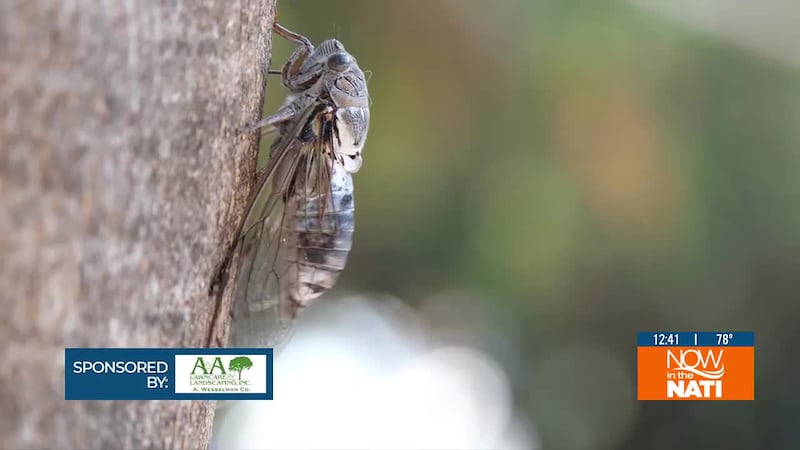 Have you noticed some new creatures popping up in your yard? Learn how to manage them with...