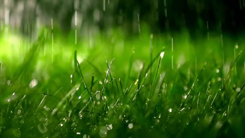 Don’t let a rainy spring give you a false sense of security for the summer. Check out these...