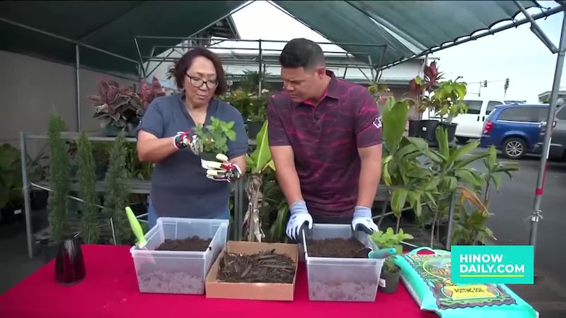 How to repot a plant