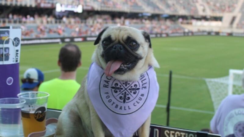 For the second straight year, Racing Louisville FC is inviting guests and their furry friends...