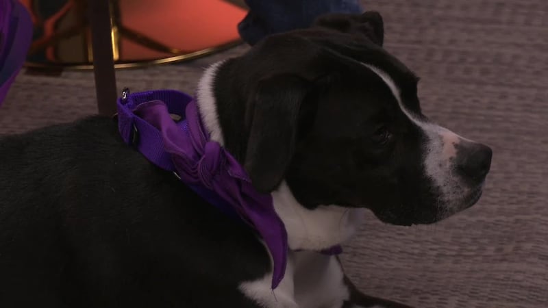 Find out how PetSuites Eastgate is giving foster pets homes and providing them with the love,...