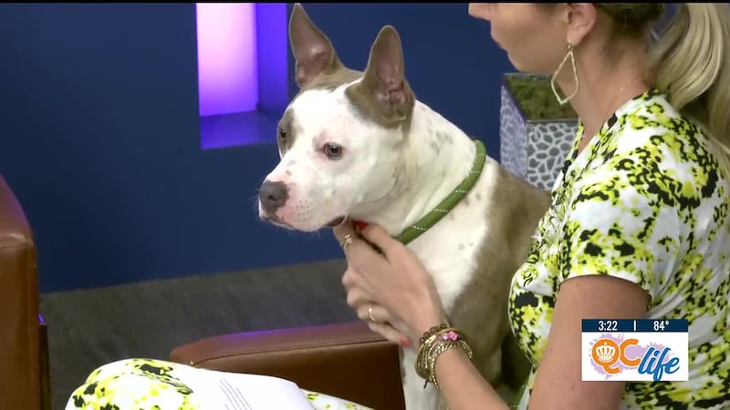 Support Charlotte-Mecklenburg Animal Care & Control by adopting, fostering, volunteering, or...