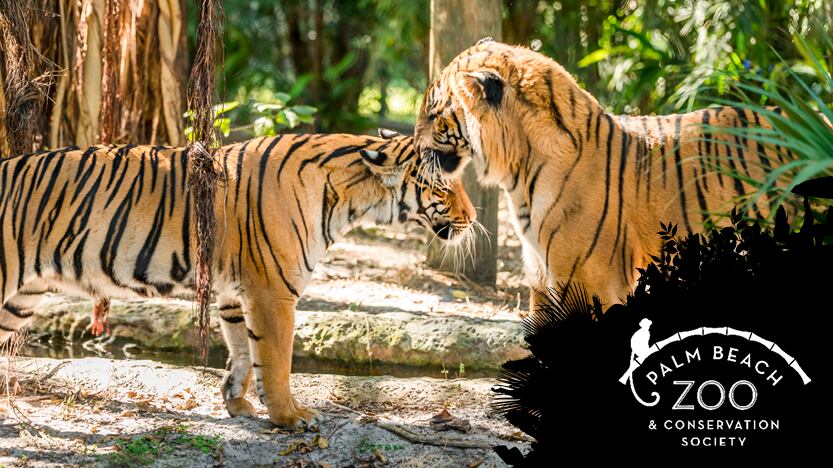 The Palm Beach Zoo welcomes three Malayan tiger cubs!