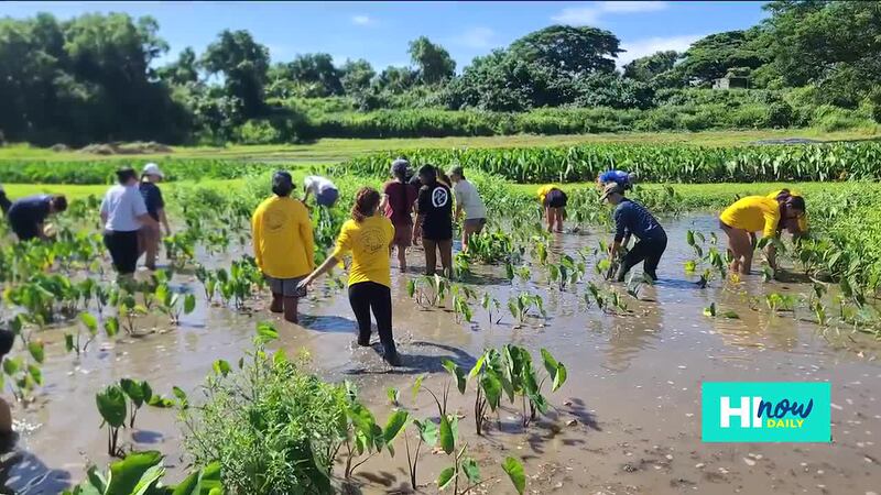 Science with aloha, how Heʻeia stewards and researchers protect Kāneʻohe Bay