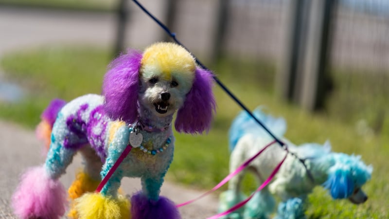 Krewe du Pooch returns to the Mandeville Lakefront this weekend.