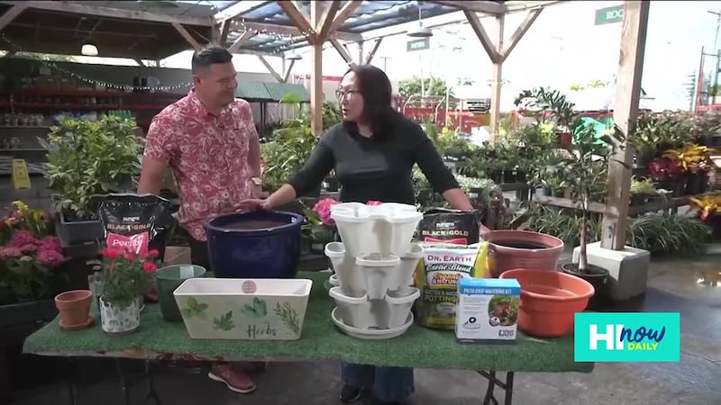 How to get started with house plants