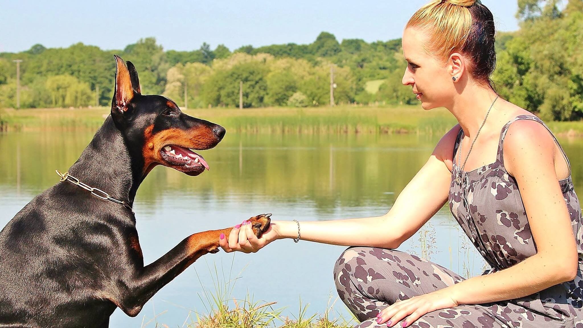Dog Treats Recipe: Peanut Butter Pumpkin Treats