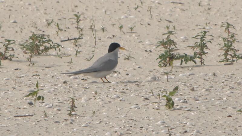 During the summer months, migrating birds make their temporary homes on the beaches of the...