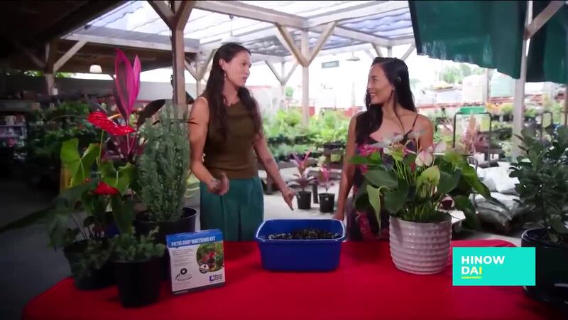 City Mill’s guide to perfect potted plants: Care and gifting