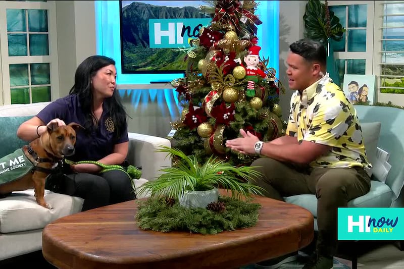 The Hawaiian Humane Society urges families to prepare and keep their pets safe ahead of New Year’s Eve fireworks