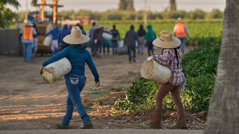 Jornaleros inmigrantes se dirigen a los cultivos, el 18 de julio de 2025, en Fresno,...