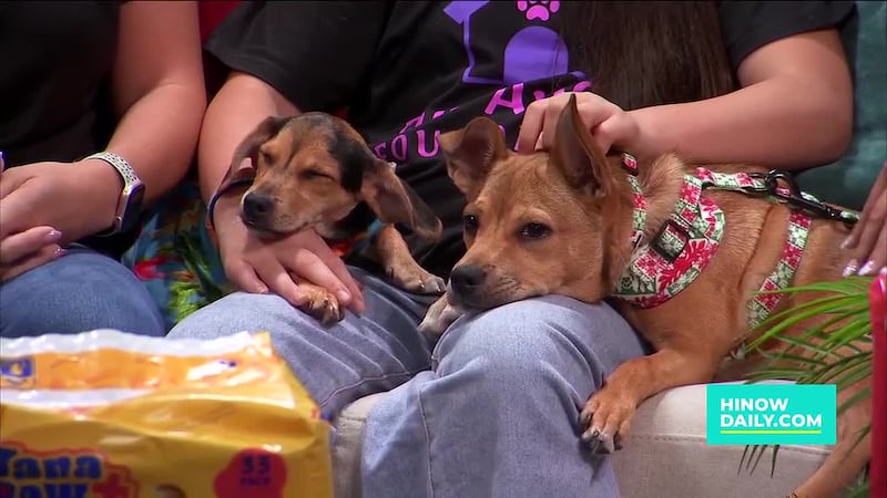 Adopt or foster a new best friend for the holidays