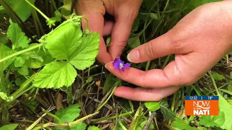 Abby joins expert foragers Max and Lindsey to find outdoor ingredients that make a delicious...