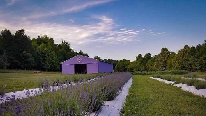 Cut fresh lavender, sunflowers at this River City farm