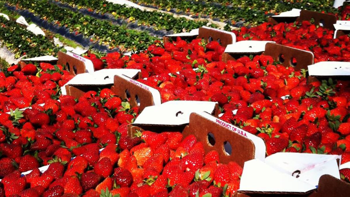 2020 Ponchatoula Strawberry Festival postponed ‘with an extremely heavy heart’