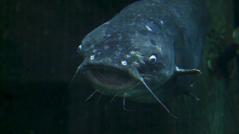 The Texas Freshwater Fisheries Center tells visitors ‘Go Fish’
