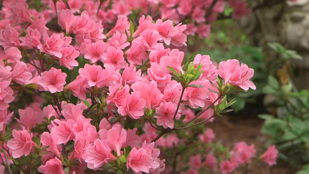 Charleston Dogwood-Azalea Festival: Where it all started