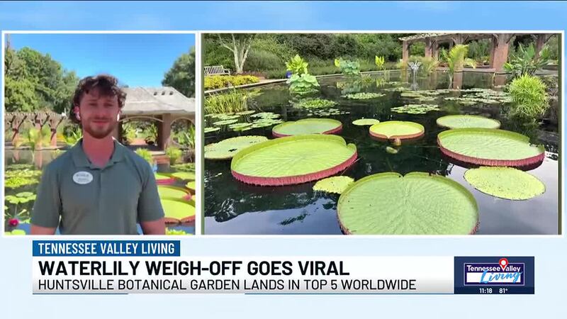 Huntsville’s waterlily weigh-off goes viral
