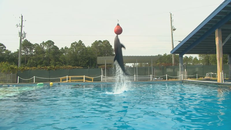 The Institute for Marine Mammal Studies helps rehabilitate marine life who cannot live on...