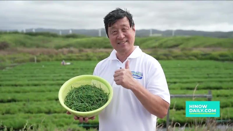 Growing the future: How Olakai Sea Asparagus is transforming sustainable farming in Hawaiʻi