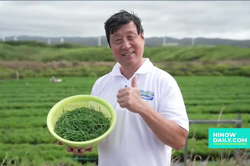 Growing the future: How Olakai Sea Asparagus is transforming sustainable farming in Hawaiʻi