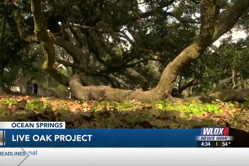 Coast Life: Passion for saving trees leads Gulfport man to create the Live Oak Project