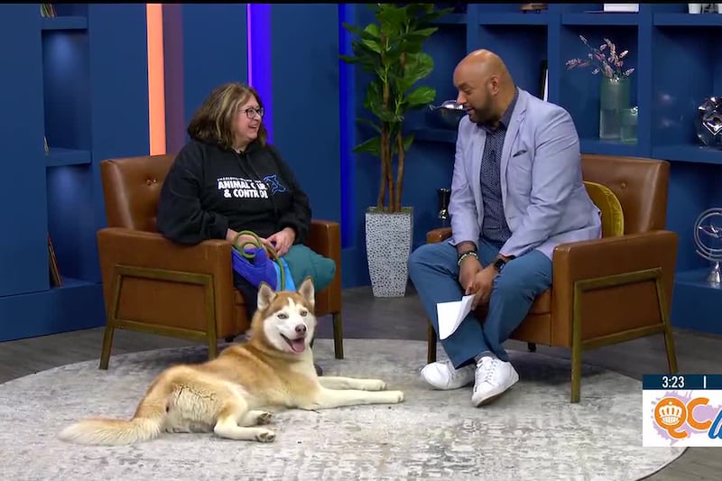 Winter safety tips for pets