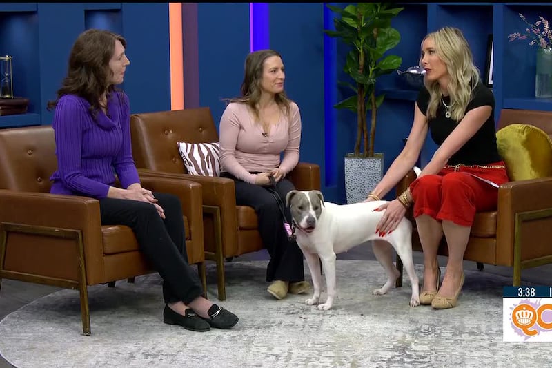 Giving a second chance to local pets