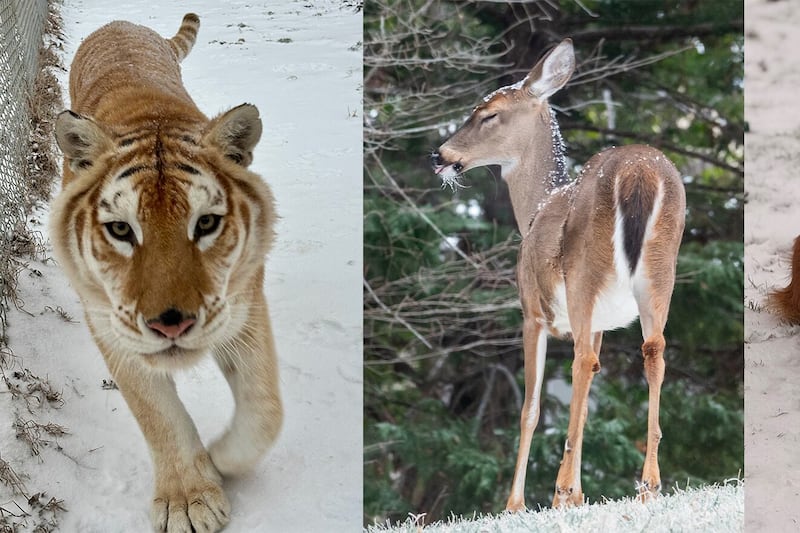 Pets, animals across Charlotte region enjoy snow following weekend winter storm