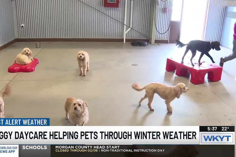 Doggy daycare sees surge as cold weather keeps pets indoors