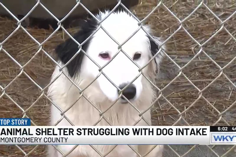 Montgomery Co. animal hoarding case dogs need community support