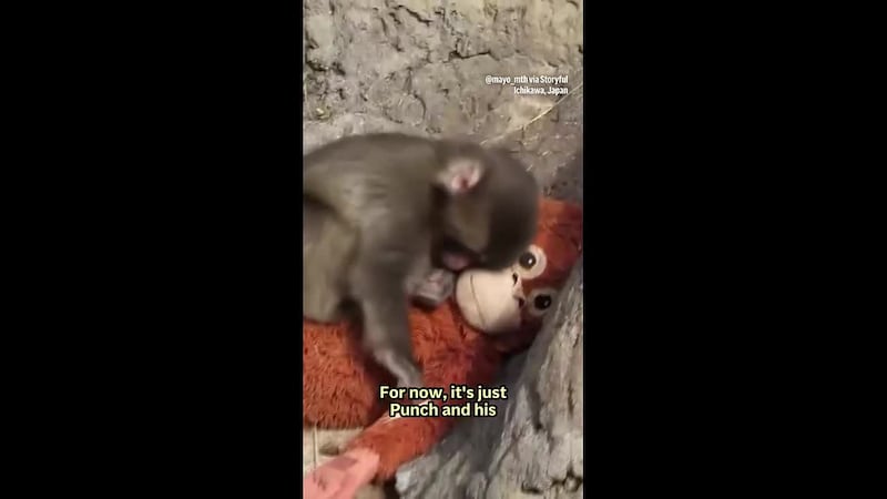 El pequeño Punch fue rechazado por su madre al nacer y por el resto de los macacos en un...