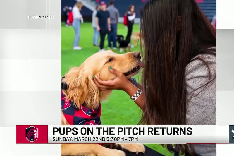 St. Louis CITY SC ‘Pups on the Pitch’ tickets go on sale Wednesday