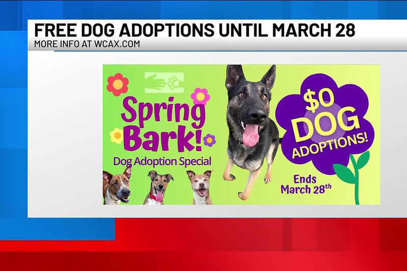 Pets with Potential: Meet Jasper, Beowulf, and Bronco