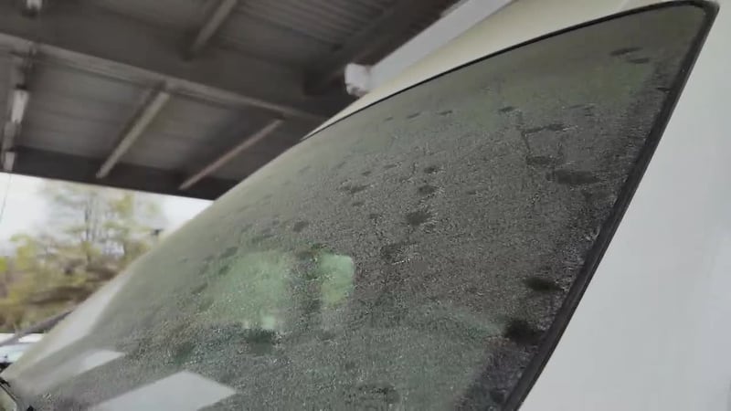 ¿Sabías que el polvo amarillo que vemos en los vehículos en temporada de polen no es el...