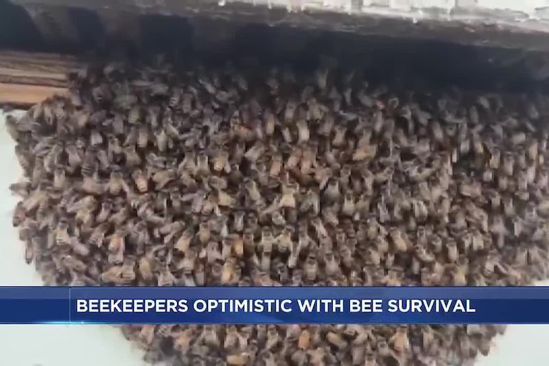 Wisconsin beekeepers optimistic about bee survival rates after challenging season