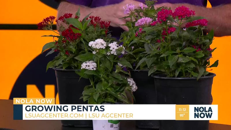 Dr. Joe Willis with the LSU Ag Center shares all you need to know when it comes to planting...