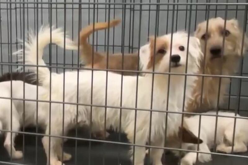 As fireworks bring surge of lost pets, Clark County moves ahead with second animal shelter