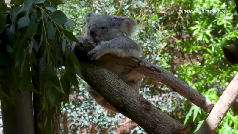 Palm Beach Zoo offers free summer admission for kids through July 31