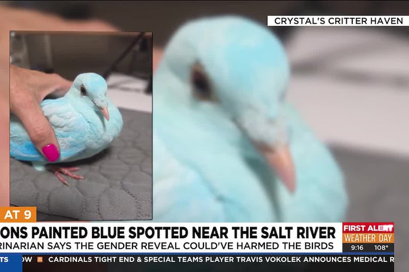 Blue pigeons spotted near Salt River after gender reveal